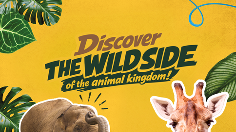 Discover the wild side of the animal kingdom